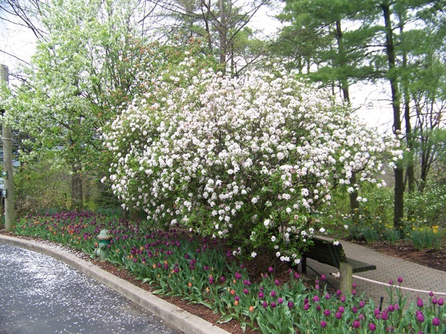 Mohawk Viburnum shrub